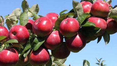 آذربایجان غربی، قطب اول سیب درختی ایران