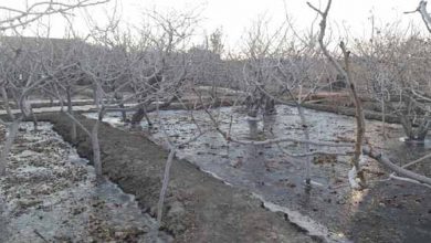 استفاده از یخ‌آب زمستانه در جهت نابودی شفیره آفت در خاک