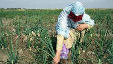 برداشت پیاز از زمین‌های کشاورزی هرمزگان آغاز شد