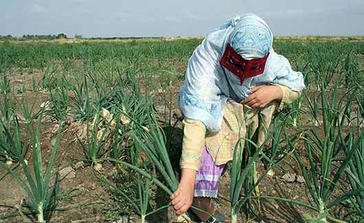 برداشت پیاز از زمین‌های کشاورزی هرمزگان آغاز شد
