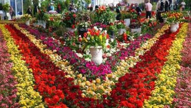 توسعه کشت گل‌های زینتی در یزد