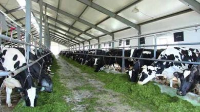 دلالان سالانه بیش از ۴ هزار میلیارد تومان از صنعت دامداری به جیب می‌زنند