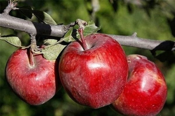 رتبه دوم آذربایجان شرقی در تولید سیب کشور