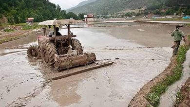شخم و شیار زودهنگام شالیزارهای مازندران در فصل کرونا