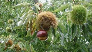 ضرورت توجه به افزایش بهره وری و میانگین تولید در باغات فندق