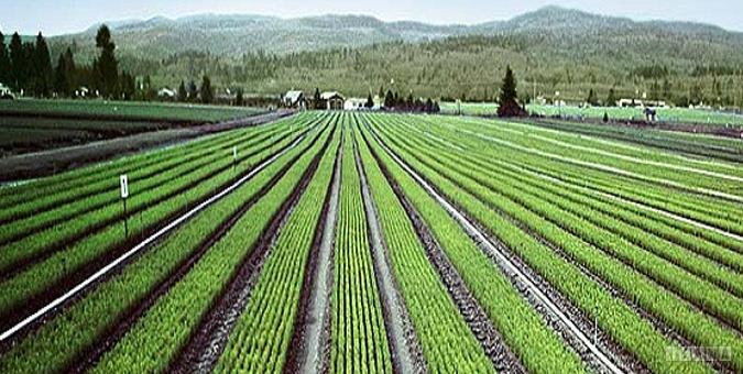 قزاقستان از اولویت‌های کشت فراسرزمینی ایران