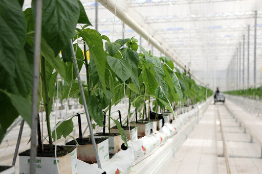 منطقه آزاد ارس، چشم و چراغ صنعت گلخانه‌ای خاورمیانه