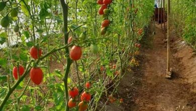 پردیس گیلان خطه‌ای برای توسعه باغ‌های شیشه‌ای