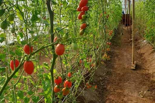 پردیس گیلان خطه‌ای برای توسعه باغ‌های شیشه‌ای