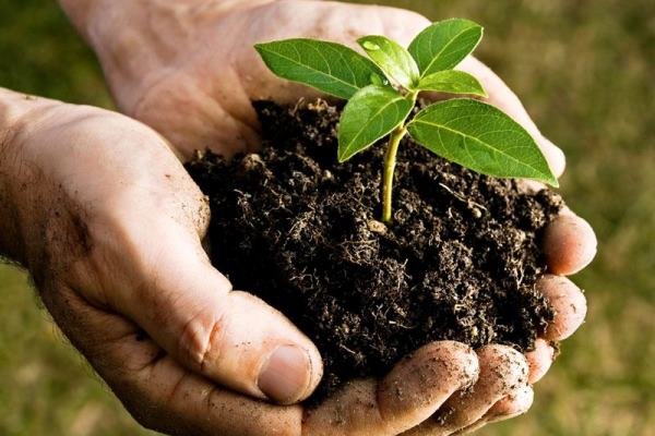 کیفیت محصولات کشاورزی فدای کمیت می‌شود
