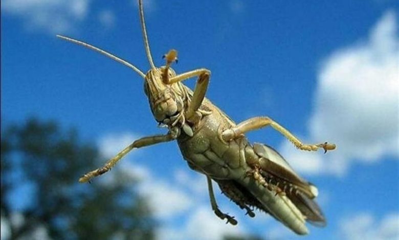 احتمال ورود ملخ صحرایی به کشور در اواخر بهمن‌ماه