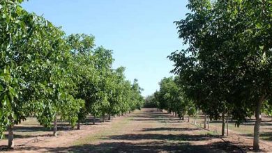باغات گردو چهارمحال و بختیاری نیازمند یک دوره آبیاری زمستانی