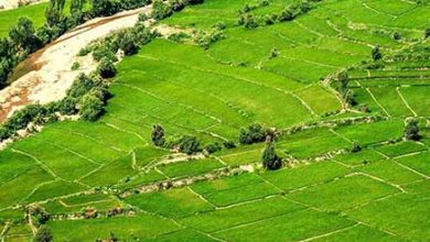 برترین‌های بخش کشاورزی مازندران تجلیل شدند