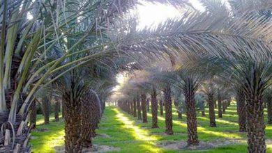 بلای سرطان خرما به جان نخلستان‌های خوزستان