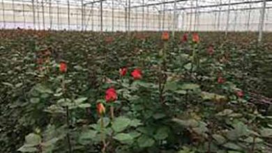 تولید 400 هزارگل شاخه بریده در مجهزترین گلخانه گل رز