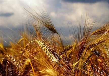 خوشه‌های گندم در خوزستان به بار نشست