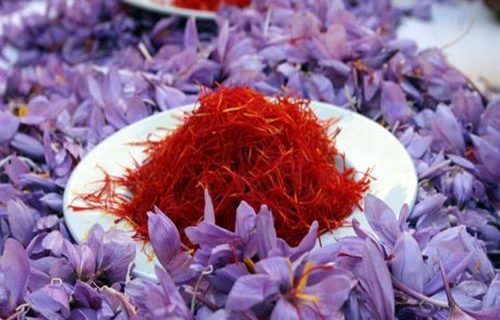 زعفران وامنان گلستان در یک قدمی تجاری‌شدن