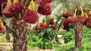 سالانه بیش از یک میلیون و ۵۸۰ هزار تن ماده غذایی در استان بوشهر تولید می‌شود