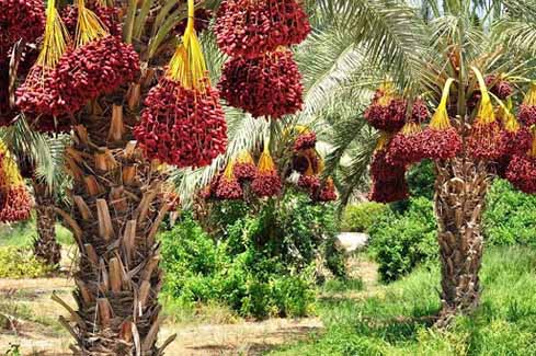 سالانه بیش از یک میلیون و ۵۸۰ هزار تن ماده غذایی در استان بوشهر تولید می‌شود