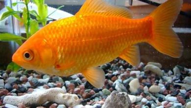 ماهی قرمز عامل انتقال کرونا نیست اما مراقب باشید