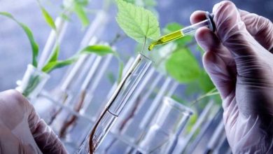 نگهداری ۷۰ هزار نمونه در بانک ژن گیاهی ایران