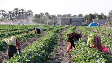 ۵ تولیدکننده نمونه کشوری بخش کشاورزی هرمزگان تجلیل شدند