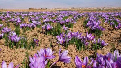 ارتقاء بهره وری مصرف آب با توسعه کشت گیاهان دارویی