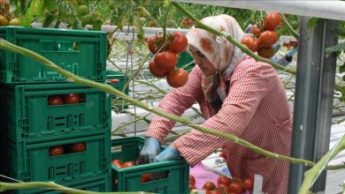 استان اصفهان صاحب رتبه اول صادرات محصولات گلخانه‌ای در کشور