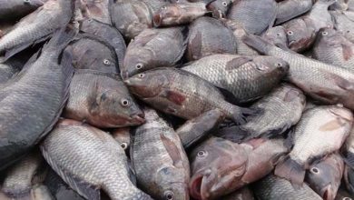 استان یزد پیشرو در پرورش ماهی تیلاپیا