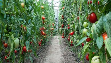 تولید نهایی ۱۵ محصول گواهی شده سالم در استان اصفهان