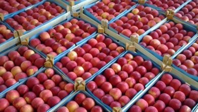 دلیل توقف صادرات سیب ایران/ تعلل وزارت جهاد در صدور گواهی «غیر تراریخته» سیب