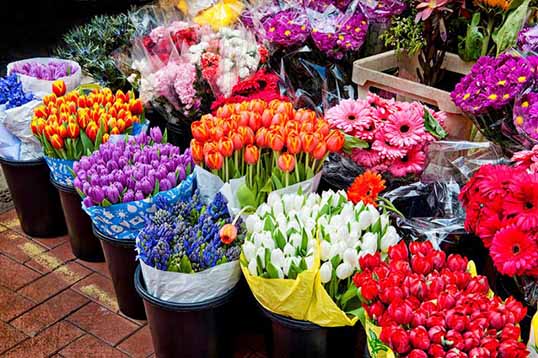 صادرات 900 هزار دلاری گل از تنکابن به خارج کشور