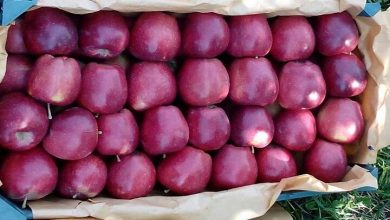 صادرات سیب آری یه نه؟