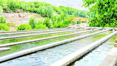 صنعت شیلاتی که «خوراک ماهی» ندارد!