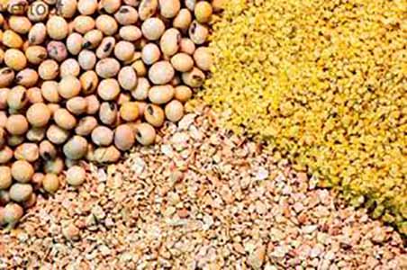 عواقب سوءمدیریت‌ها در بازار نهاده‌های دامی چراواردکننده مرغ شدیم؟