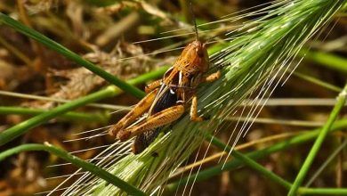 ملخ های صحرایی با نرم افزارهای جدید در هرمزگان شناسایی می شوند