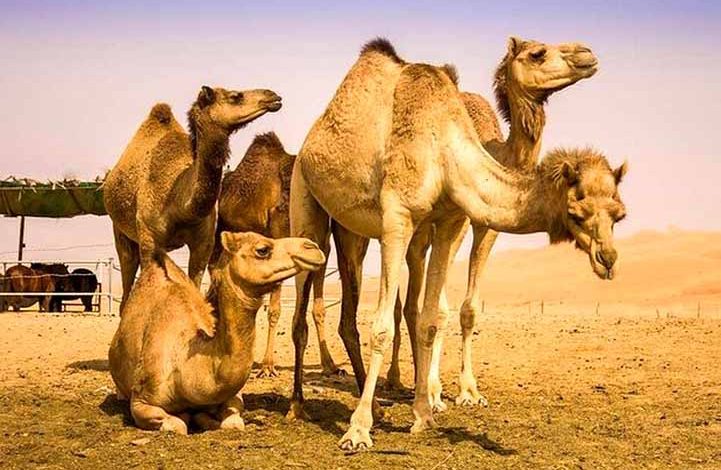 پرورش شتر در البرز رونق می‌گیرد