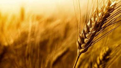 4 نگرانی درباره نرخ جدید خرید تضمینی گندم
