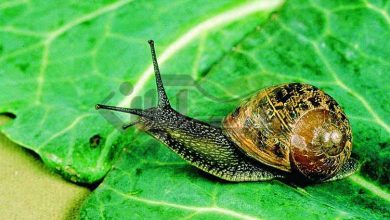 حمله حلزون‌ها به باغ های خراسان شمالی