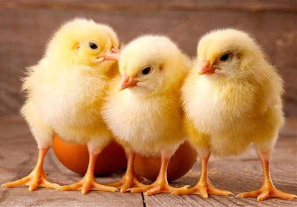 دومینوی بی‌تدبیری به جوجه تخم‌گذار یک‌روزه رسید