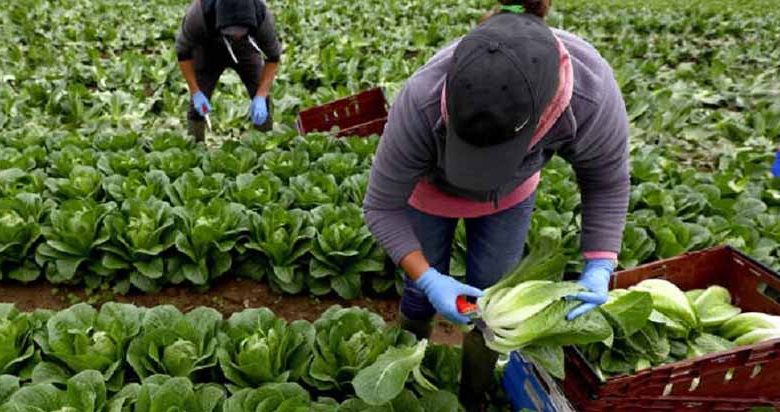 طرح مزارع سازگاری برای رفع موانع تولید در مازندران اجرایی می‌شود
