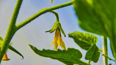 علت ریزش گل گوجه فرنگی