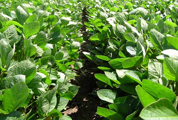 نتایجی جدید از علت بروز عارضه‌ای قدیمی در مزارع سویای گلستان