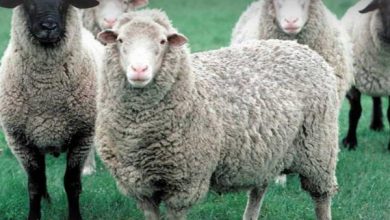 پشتیبانی از تولید روستائیان با اصلاح نژاد دام و اقتصادی کردن تولید