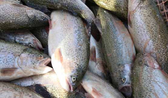 پیش بینی تولید ۱۸۰ هزار تن ماهی قزل آلا طی سال جاری