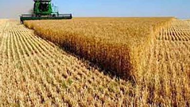 کار برداشت خوشه‌های طلایی گندم در سیستان و بلوچستان آغاز شد