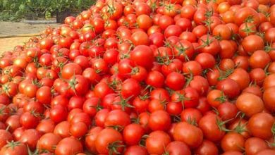 گوجه در مزرعه هزار و در بازار ۱۰ هزار تومان