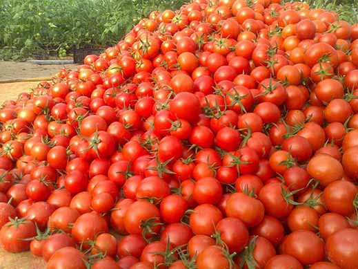 گوجه در مزرعه هزار و در بازار ۱۰ هزار تومان