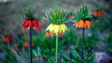 ۱۸ هکتار رویشگاه لاله واژگون در خراسان شمالی