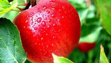 آزاد شدن دیرهنگام صادرات سیب